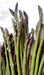 Mary Washington, Asparagus, -- BoxGardenSeedsLLC -Gourmet/Native Greens - Seeds