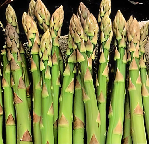 Mary Washington, Asparagus, - BoxGardenSeedsLLC -Gourmet/Native Greens - Seeds