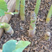 Mary Washington, Asparagus, - BoxGardenSeedsLLC -Gourmet/Native Greens - Seeds