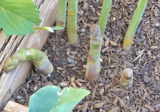 Mary Washington, Asparagus - BoxGardenSeedsLLC - Gourmet/Native Greens - Seeds - USA Seller, Thank you for shopping here today, Naturally Grown GMO Free Seeds, Heirloom Open Pollinated Seeds, Fresh Top Quality Premium Seeds