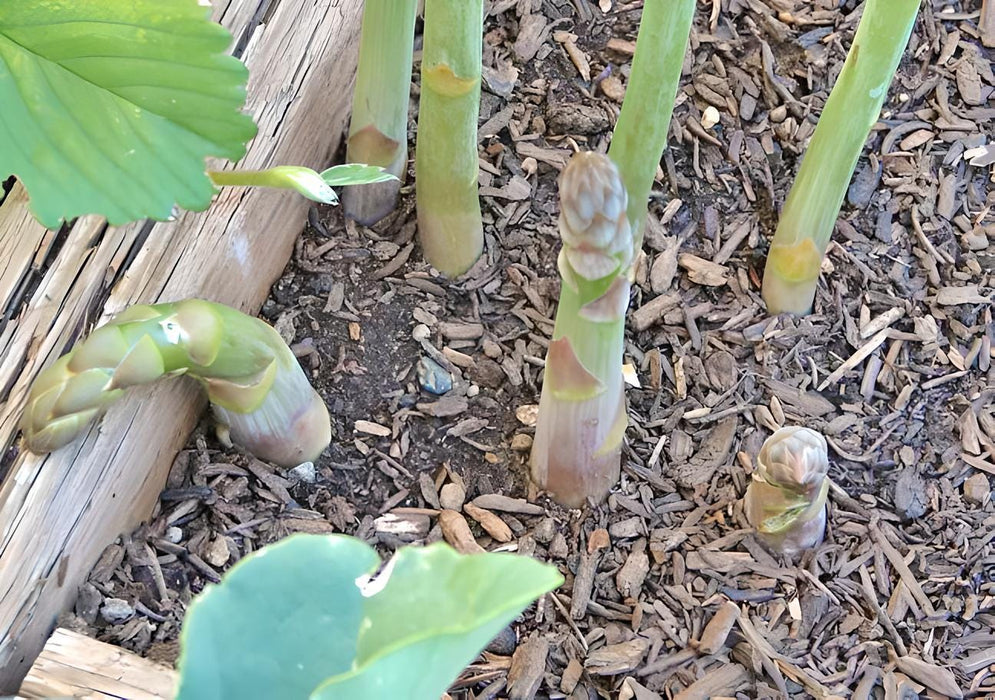 Mary Washington, Asparagus - BoxGardenSeedsLLC - Gourmet/Native Greens - Seeds - USA Seller, Thank you for shopping here today, Naturally Grown GMO Free Seeds, Heirloom Open Pollinated Seeds, Fresh Top Quality Premium Seeds