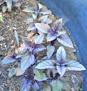 Dark Purple Opal Basil, Culinary & Medicinal Herbs - BoxGardenSeedsLLC - Culinary/Medicinal Herbs - Seeds - USA Seller, Thank you for shopping here today, Naturally Grown GMO Free Seeds, Heirloom Open Pollinated Seeds, Fresh Top Quality Premium Seeds