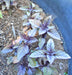 Dark Purple Opal Basil, Culinary & Medicinal Herbs, -- BoxGardenSeedsLLC -Culinary/Medicinal Herbs - Seeds