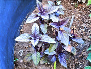Dark Purple Opal Basil, Culinary & Medicinal Herbs - BoxGardenSeedsLLC - Culinary/Medicinal Herbs - Seeds - USA Seller, Thank you for shopping here today, Naturally Grown GMO Free Seeds, Heirloom Open Pollinated Seeds, Fresh Top Quality Premium Seeds