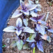 Dark Purple Opal Basil, Culinary & Medicinal Herbs, - BoxGardenSeedsLLC -Culinary/Medicinal Herbs - Seeds