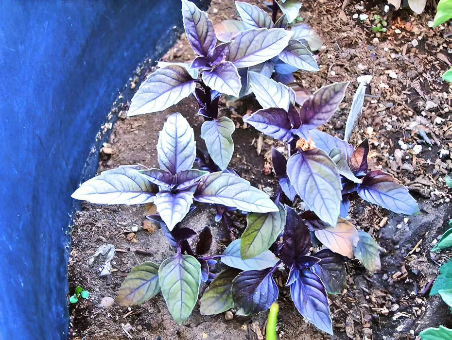 Dark Purple Opal Basil, Culinary & Medicinal Herbs, - BoxGardenSeedsLLC -Culinary/Medicinal Herbs - Seeds