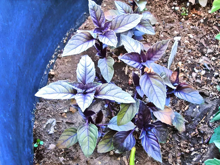 Dark Purple Opal Basil, Culinary & Medicinal Herbs, -- BoxGardenSeedsLLC -Culinary/Medicinal Herbs - Seeds