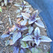 Dark Purple Opal Basil, Culinary & Medicinal Herbs, - BoxGardenSeedsLLC -Culinary/Medicinal Herbs - Seeds