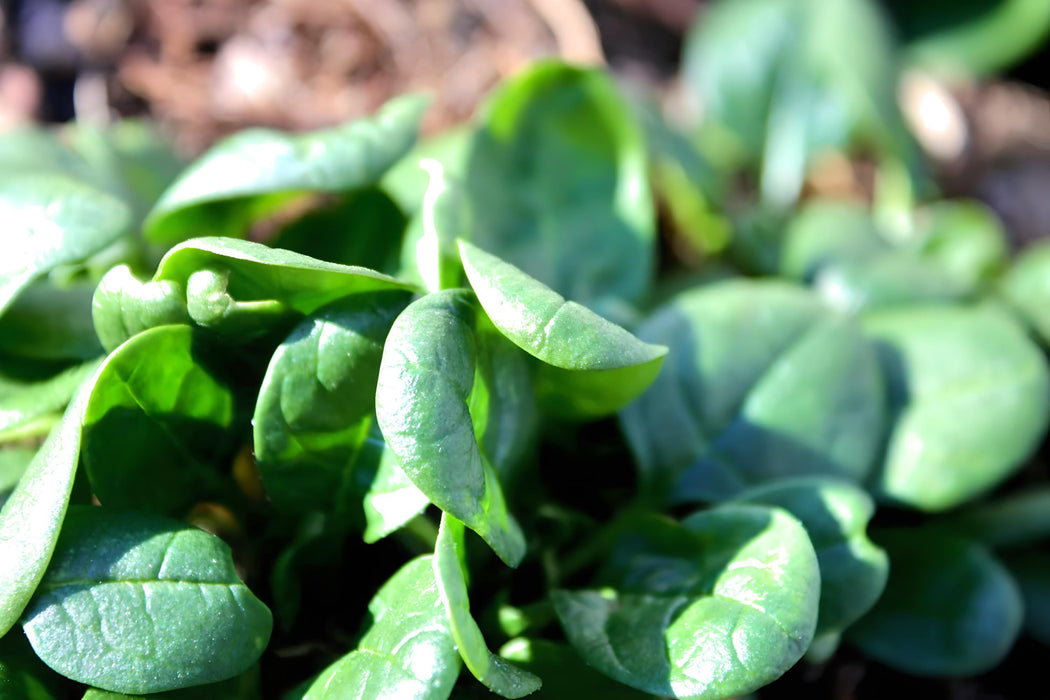 Giant Noble, Spinach, -- BoxGardenSeedsLLC -Gourmet/Native Greens - Seeds