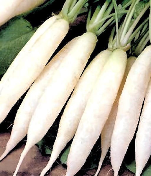 White Icicle, Radish, -- BoxGardenSeedsLLC -Radishes - Seeds