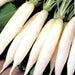 White Icicle, Radish, - BoxGardenSeedsLLC -Radishes - Seeds