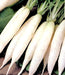 White Icicle, Radish, -- BoxGardenSeedsLLC -Radishes - Seeds