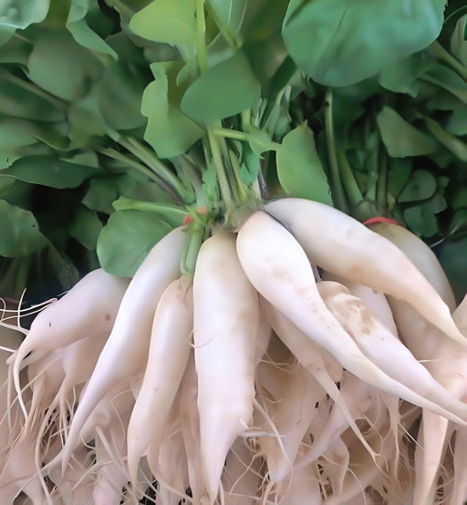 White Icicle, Radish - BoxGardenSeedsLLC -Radishes - Seeds