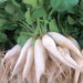 White Icicle, Radish, - BoxGardenSeedsLLC -Radishes - Seeds