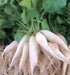 White Icicle, Radish, -- BoxGardenSeedsLLC -Radishes - Seeds