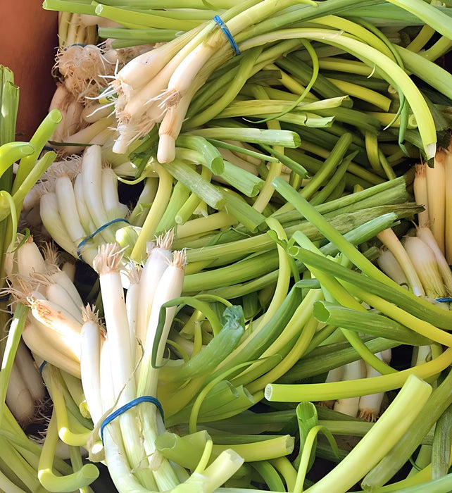 Tokyo Long White Bunching, Onion, - BoxGardenSeedsLLC -Onions,Leeks - Seeds