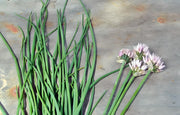 Common Chives, Culinary & Medicinal Herbs - BoxGardenSeedsLLC - Culinary/Medicinal Herbs - Seeds - USA Seller, Thank you for shopping here today, Naturally Grown GMO Free Seeds, Heirloom Open Pollinated Seeds, Fresh Top Quality Premium Seeds