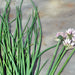 Common Chives, Culinary & Medicinal Herbs, - BoxGardenSeedsLLC -Culinary/Medicinal Herbs - Seeds