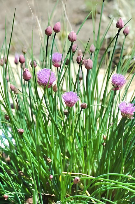 Common Chives, Culinary & Medicinal Herbs, - BoxGardenSeedsLLC -Culinary/Medicinal Herbs - Seeds