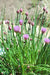 Common Chives, Culinary & Medicinal Herbs, -- BoxGardenSeedsLLC -Culinary/Medicinal Herbs - Seeds