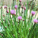 Common Chives, Culinary & Medicinal Herbs, - BoxGardenSeedsLLC -Culinary/Medicinal Herbs - Seeds