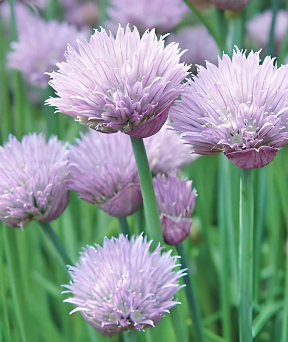 Common Chives, Culinary & Medicinal Herbs, - BoxGardenSeedsLLC -Culinary/Medicinal Herbs - Seeds