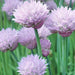 Common Chives, Culinary & Medicinal Herbs, - BoxGardenSeedsLLC -Culinary/Medicinal Herbs - Seeds