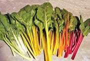 Rainbow Mix, Swiss Chard - BoxGardenSeedsLLC - Chard, Kohlrabi - Seeds - USA Seller, Thank you for shopping here today, Naturally Grown GMO Free Seeds, Heirloom Open Pollinated Seeds, Fresh Top Quality Premium Seeds