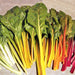 Rainbow Mix, Swiss Chard, - BoxGardenSeedsLLC -Chard, Kohlrabi - Seeds