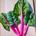 Rainbow Mix, Swiss Chard, - BoxGardenSeedsLLC -Chard, Kohlrabi - Seeds