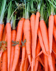 Tendersweet, Carrot - BoxGardenSeedsLLC - Carrots - Seeds - USA Seller, Thank you for shopping here today, Naturally Grown GMO Free Seeds, Heirloom Open Pollinated Seeds, Fresh Top Quality Premium Seeds