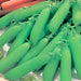 Little Marvel, Peas, -- BoxGardenSeedsLLC -Abundant Stock SALE - Seeds