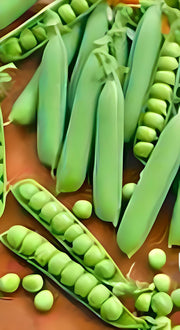 Early Frosty, Peas - BoxGardenSeedsLLC - Peas - Seeds - USA Seller, Thank you for shopping here today, Naturally Grown GMO Free Seeds, Heirloom Open Pollinated Seeds, Fresh Top Quality Premium Seeds