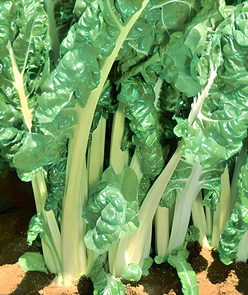 Fordhook Giant, Swiss Chard, - BoxGardenSeedsLLC -Chard, Kohlrabi - Seeds