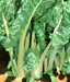 Fordhook Giant, Swiss Chard, -- BoxGardenSeedsLLC -Chard, Kohlrabi - Seeds