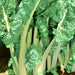 Fordhook Giant, Swiss Chard, - BoxGardenSeedsLLC -Chard, Kohlrabi - Seeds