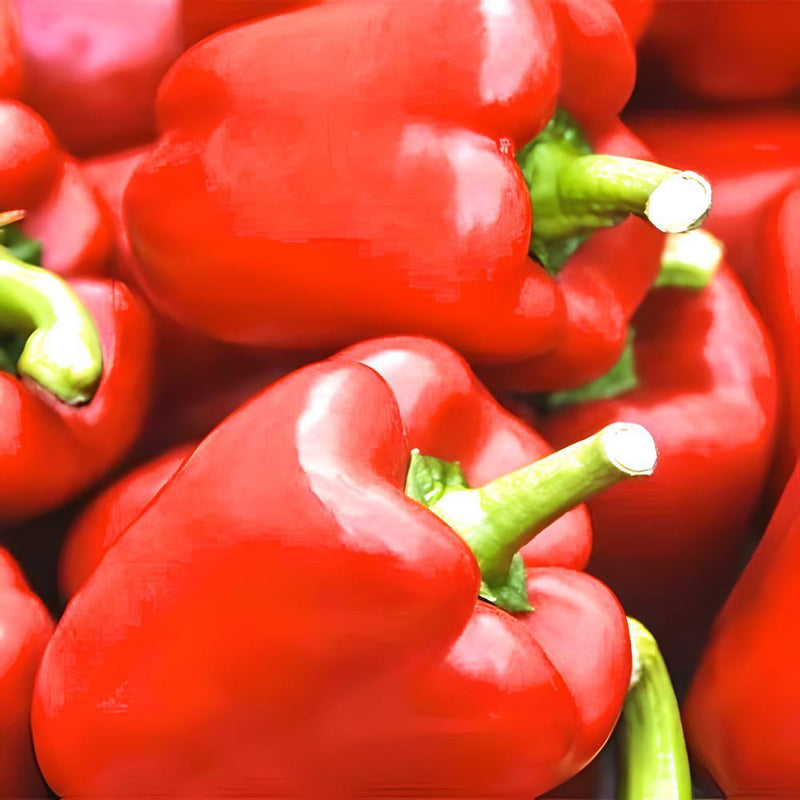 King of the North, Sweet Bell Pepper - BoxGardenSeedsLLC - Peppers,Eggplants - Seeds - USA Seller, Thank you for shopping here today, Naturally Grown GMO Free Seeds, Heirloom Open Pollinated Seeds, Fresh Top Quality Premium Seeds