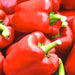 King of the North, Sweet Bell Pepper, -- BoxGardenSeedsLLC -Peppers,Eggplants - Seeds