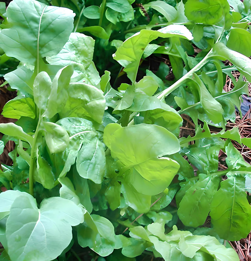 Arugula, Slow Bolt - BoxGardenSeedsLLC - Gourmet/Native Greens - Seeds - USA Seller, Thank you for shopping here today, Naturally Grown GMO Free Seeds, Heirloom Open Pollinated Seeds, Fresh Top Quality Premium Seeds