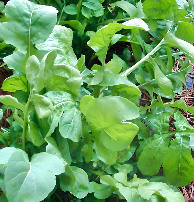 Arugula, Slow Bolt, -- BoxGardenSeedsLLC -Gourmet/Native Greens - Seeds