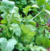 Arugula, Slow Bolt, -- BoxGardenSeedsLLC -Gourmet/Native Greens - Seeds