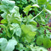 Arugula, Slow Bolt, - BoxGardenSeedsLLC -Gourmet/Native Greens - Seeds