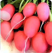 Pink Lady Slipper, Radish - BoxGardenSeedsLLC - Radishes - Seeds - USA Seller, Thank you for shopping here today, Naturally Grown GMO Free Seeds, Heirloom Open Pollinated Seeds, Fresh Top Quality Premium Seeds