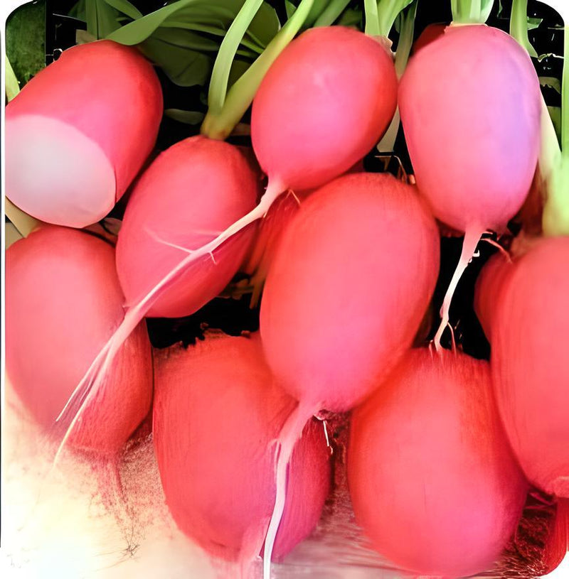Pink Lady Slipper, Radish - BoxGardenSeedsLLC - Radishes - Seeds - USA Seller, Thank you for shopping here today, Naturally Grown GMO Free Seeds, Heirloom Open Pollinated Seeds, Fresh Top Quality Premium Seeds