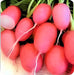 Pink Lady Slipper, Radish, -- BoxGardenSeedsLLC -Radishes - Seeds