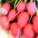 Pink Lady Slipper, Radish, - BoxGardenSeedsLLC -Radishes - Seeds