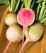 Red Meat (Watermelon), Radish, -- BoxGardenSeedsLLC -Melons, Cantaloupe - Seeds