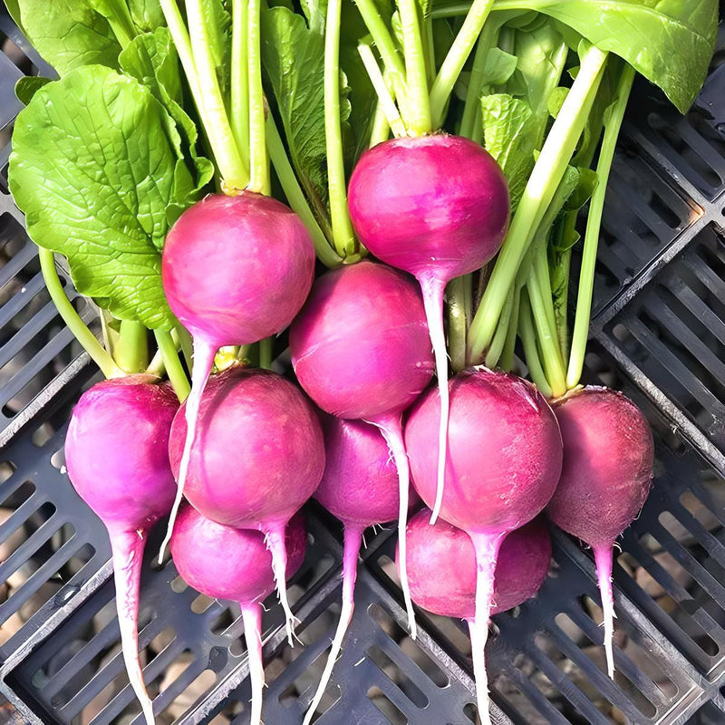 Purple Plum, Radish - BoxGardenSeedsLLC - Radishes - Seeds - Thank you for shopping here today, Non GMO Seeds, Naturally Grown Seeds, Grown to Organic Standards, Heirloom Seeds, Open Pollinated Seeds, Fresh Premier Seeds, USA Seller