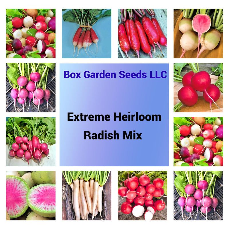 Extreme Radish Mix, Radish - BoxGardenSeedsLLC - Radishes - Seeds - USA Seller, Thank you for shopping here today, Naturally Grown GMO Free Seeds, Heirloom Open Pollinated Seeds, Fresh Top Quality Premium Seeds
