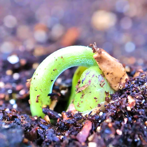 Blue Lake, Pole Beans - BoxGardenSeedsLLC -Beans / Dry Beans - Seeds